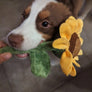 Tournesol 🌻 - Pet PLAY