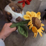 Tournesol 🌻 - Pet PLAY