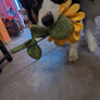 Tournesol 🌻 - Pet PLAY